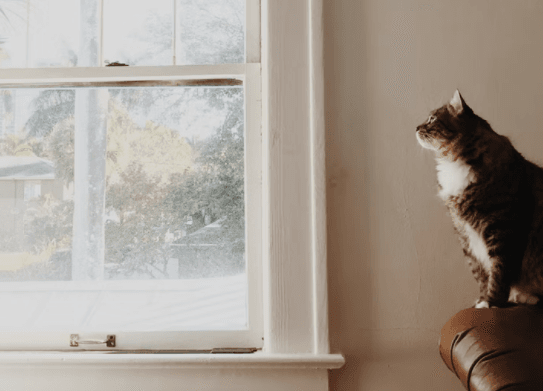 cat looking outside window